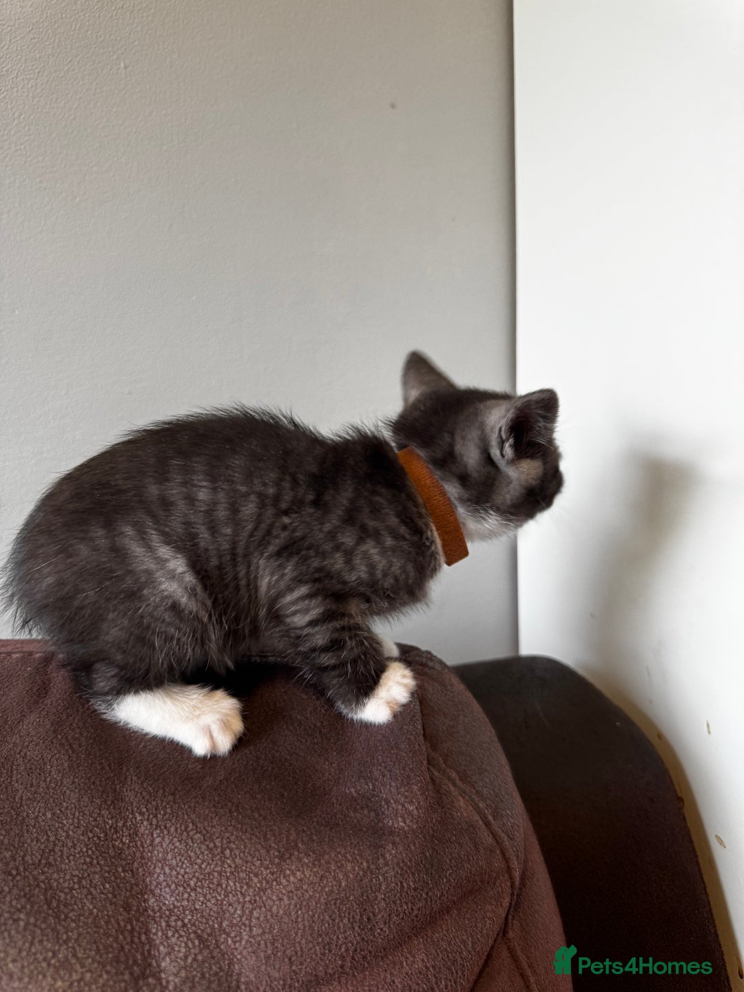 British Shorthair cats for sale: Gorgeous British Shorthair Kittens   - Image 35