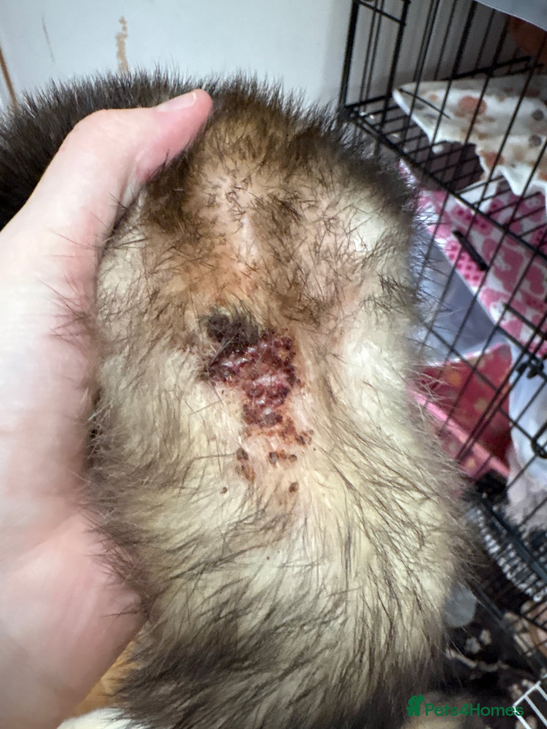 Ferret rodents for sale: Polecat hob, part angora albino Jill - Image 3
