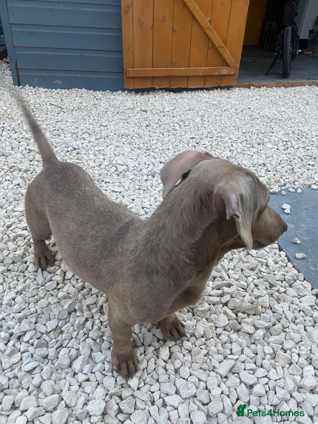 Miniature Dachshund dogs for sale: Miniature dashound boy - Advert 3