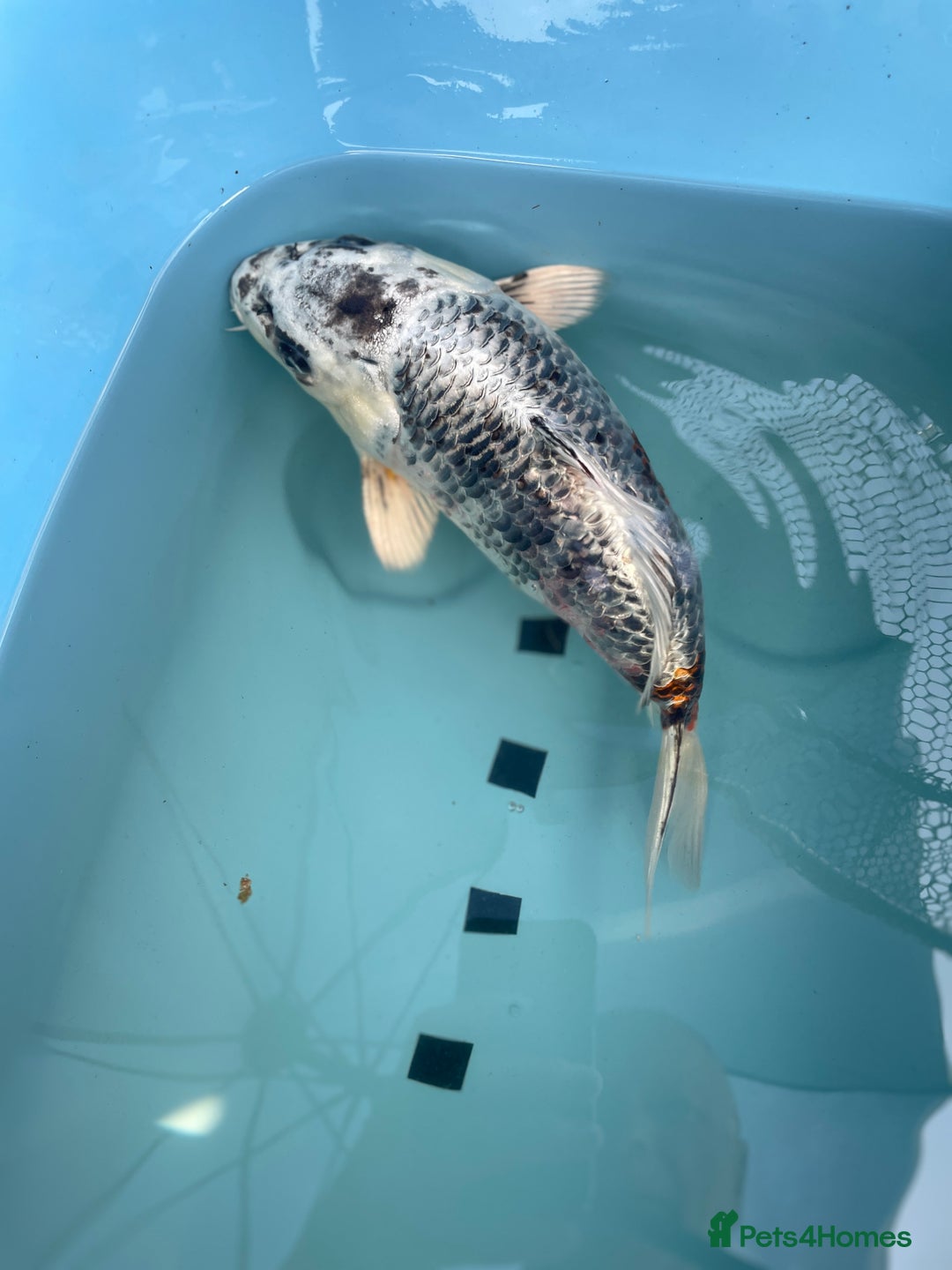 Koi Carp fish for sale: Koi Carp - Image 6