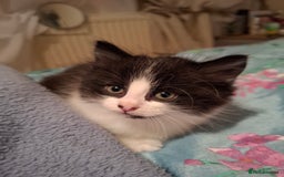 Mixed Breed cats for sale: seven funny kittens - Image 27