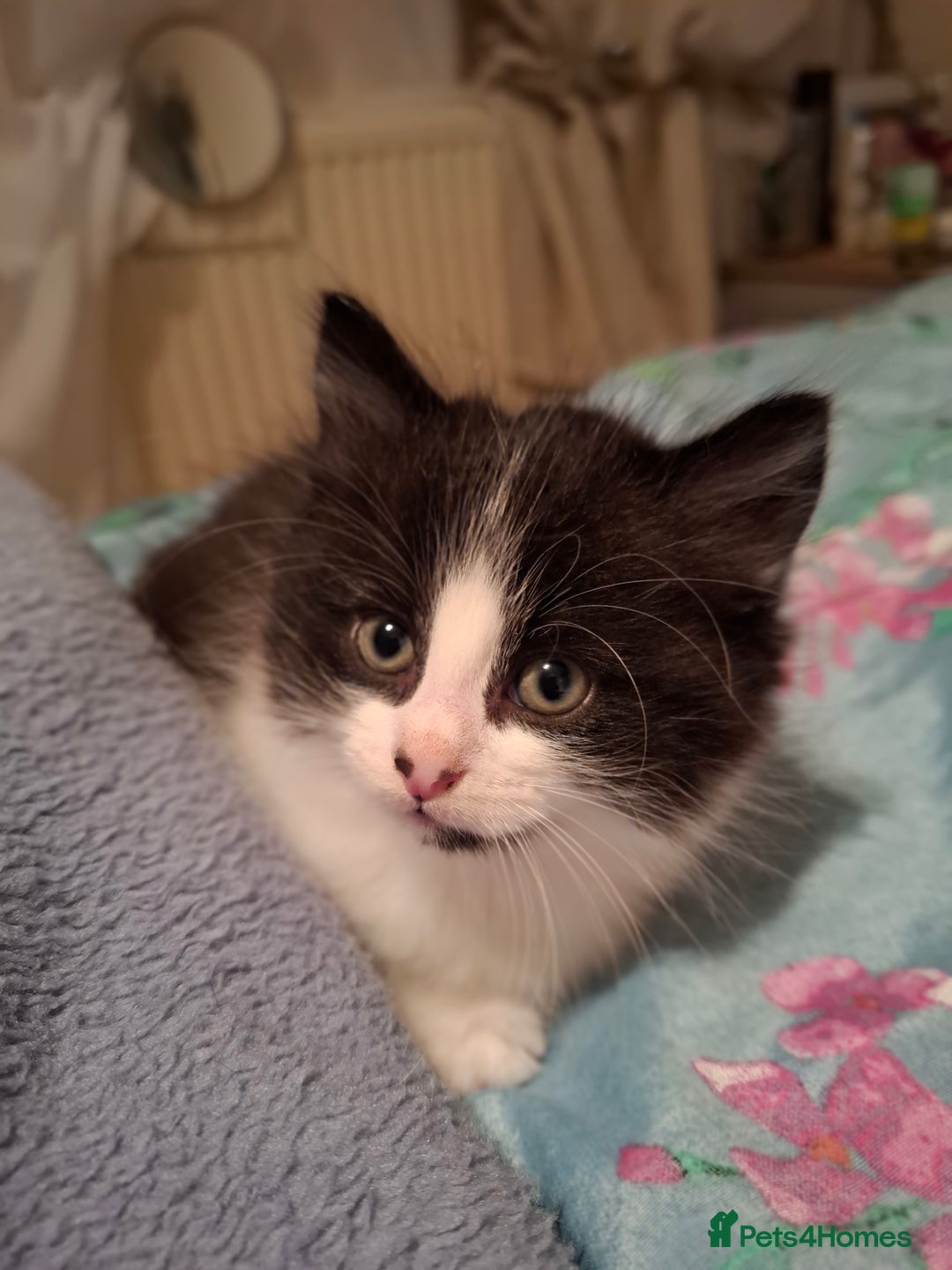 Mixed Breed cats for sale: seven funny kittens - Image 27