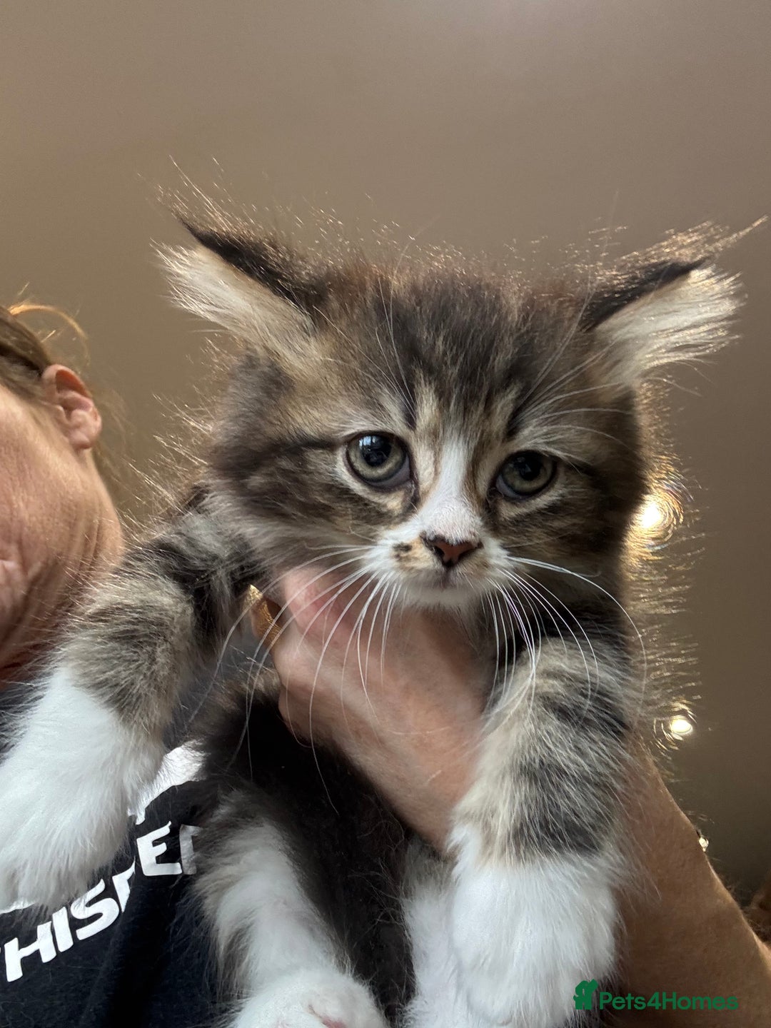 Mixed Breed cats for sale: Maine coon cross persian beatiful kittens  - Advert 8