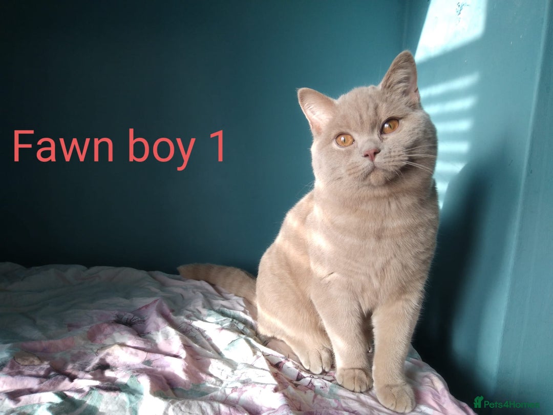 British Shorthair cats for sale: Beautiful British Shorthair kittens - Image 21