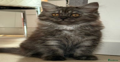 Persian cats - Advert 1