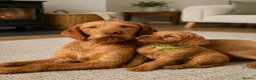 Hungarian Vizsla dogs for sale: Hungarian Wirehaired Vizsla Puppies - Advert 3