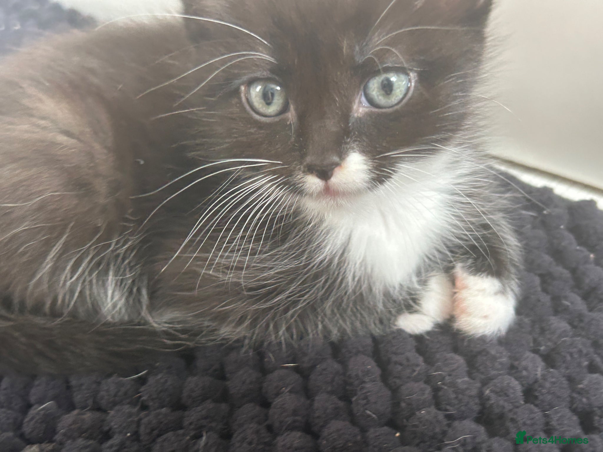 Turkish Angora cats Beautiful babies looking for their forever homes - Advert 4