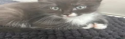Turkish Angora cats for sale: Beautiful babies looking for their forever homes - Advert 1