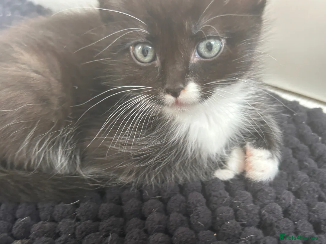 Turkish Angora cats for sale: Beautiful babies looking for their forever homes - Advert 1