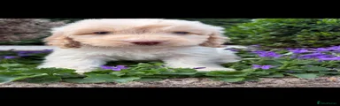 Cockapoo 6