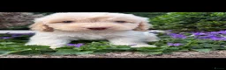 Cockapoo dogs for sale: Cockapoos - Advert 5