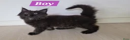 Maine Coon cats for sale: 3 maine coon kittens ready in Bury - Advert 18
