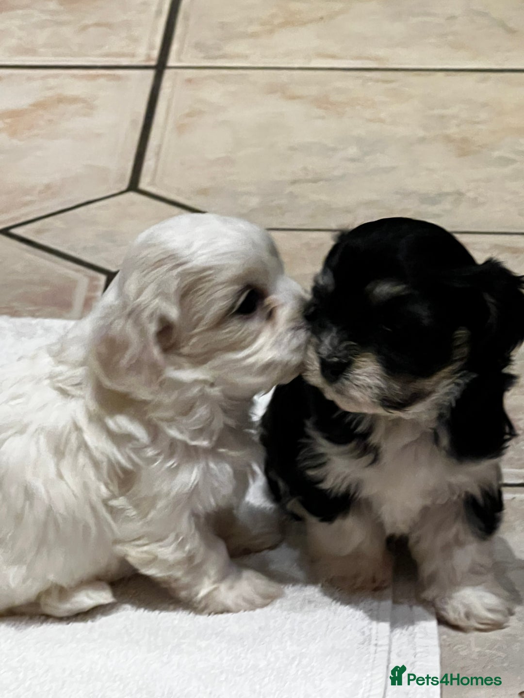 Bichon Frise dogs for sale: Bichon fries ready to go ! - Advert 6