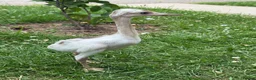 Emus poultry for sale: Rhea chicks for sale.   Whites and greys.  - Advert 2