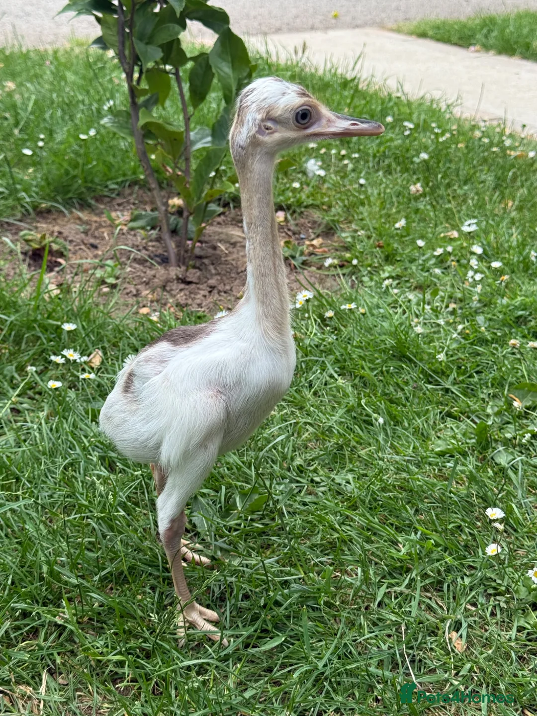 Emus poultry for sale: Rhea chicks for sale.   Whites and greys.  - Advert 2