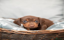 Miniature Dachshund dogs for sale: Miniature smooth haired dachshund - Image 6