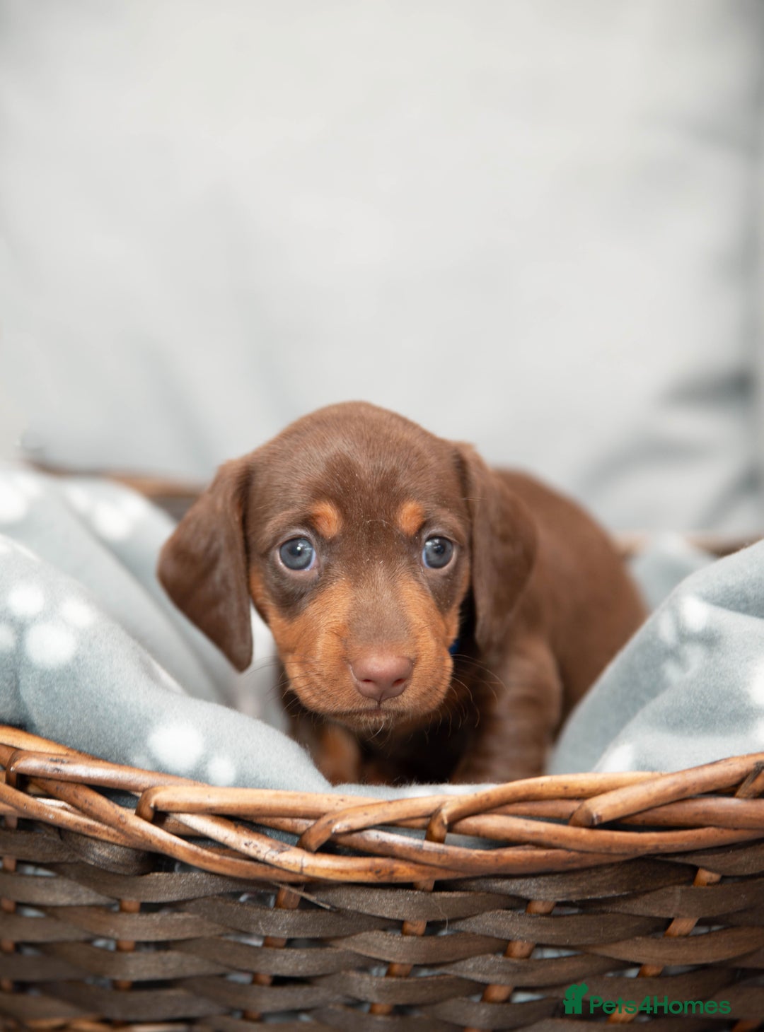 Miniature Dachshund dogs for sale: Miniature smooth haired dachshund - Image 6