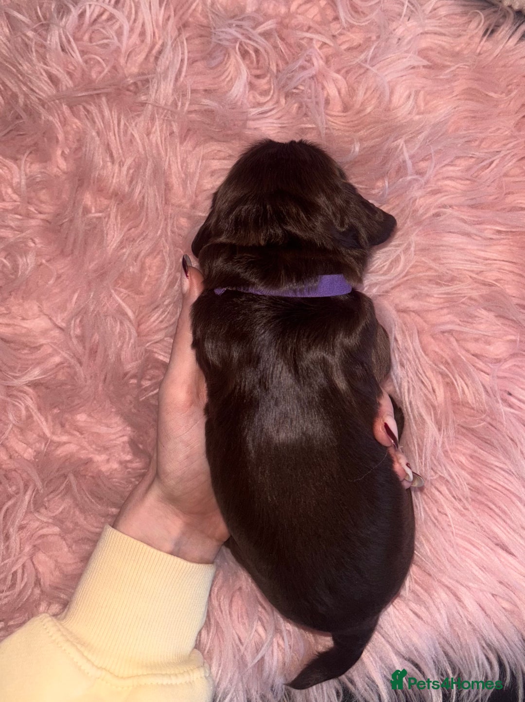 Cocker Spaniel dogs for sale: Beautiful Cocker Spaniel Puppy’s  - Advert 9