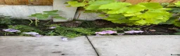Softbills birds for sale: Quail  in Burton-on-Trent - Advert 1