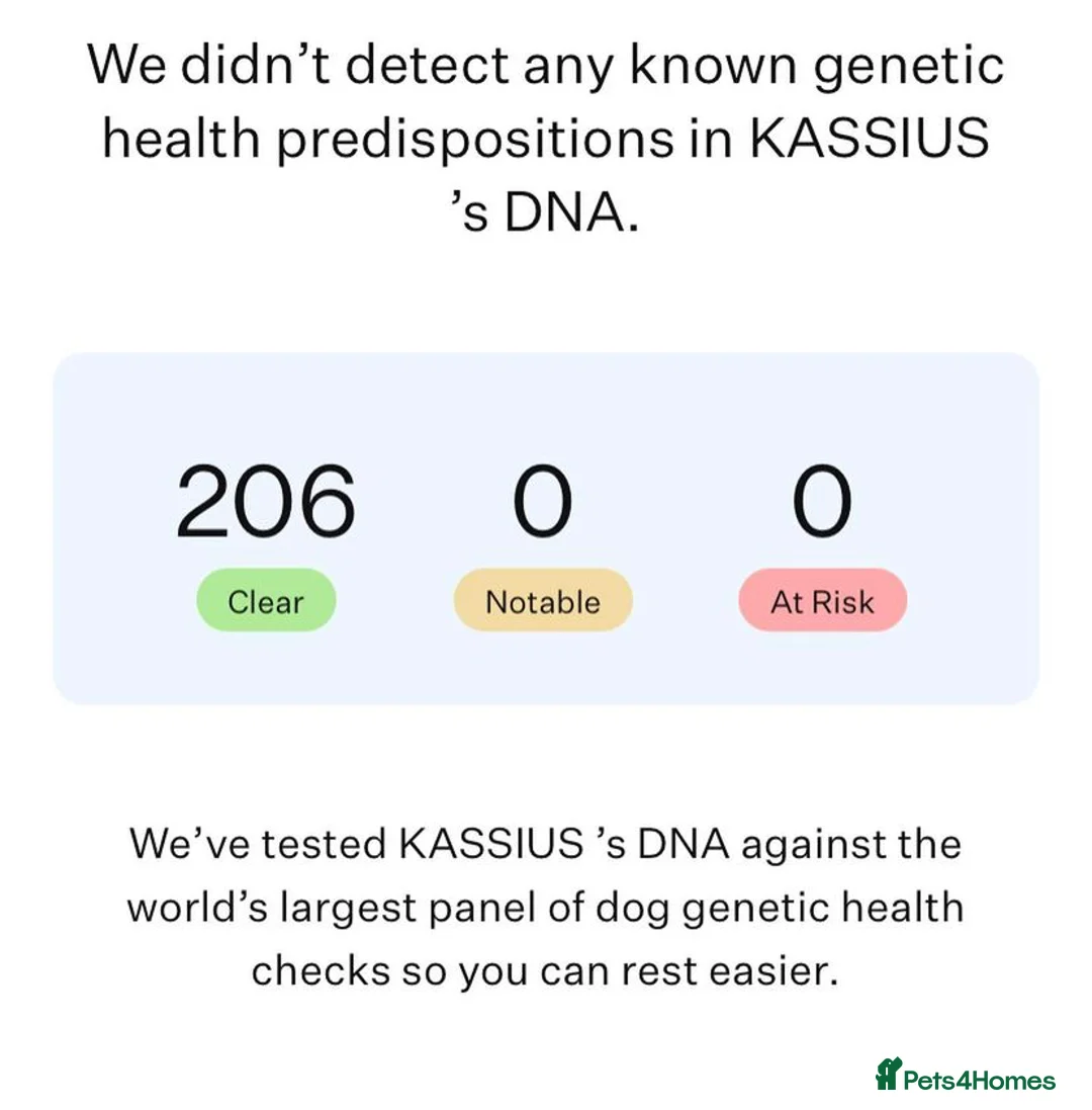 Staffordshire Bull Terrier dogs for stud: *ULTIMATE STUD PACKAGE DEAL* KASSIUS BEST UK BLACK in Manchester - Advert 12