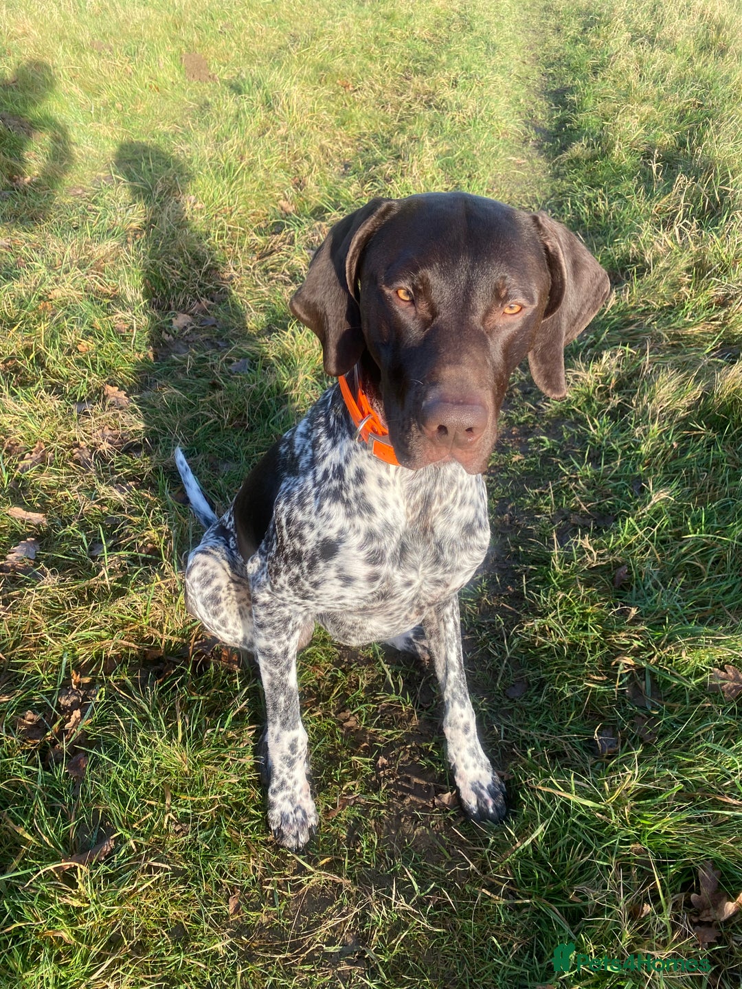German Shorthaired Pointer dogs for sale: PERFECT TOP DOG £3500 - Advert 7