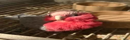 Cockatoo birds for sale: Galah Cockatoos  in Boston - Advert 3