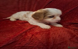 Cavapoochon dogs for sale: Cavapoochon Girl - Advert 11