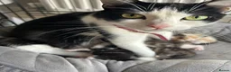 Mixed Breed cats for sale: Male kitten  - Advert 1