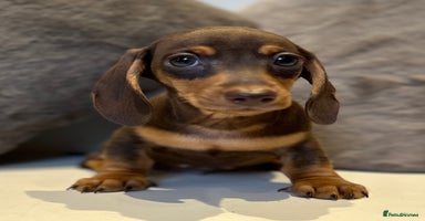 Miniature Dachshund dogs - Advert 5