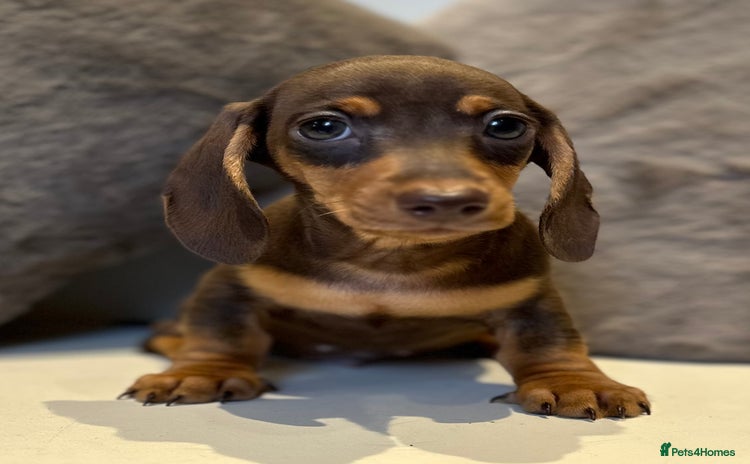 Miniature Dachshund dogs - Advert 4