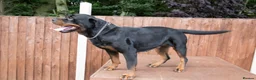 Rottweiler dogs for sale: TRADITIONAL GERMAN ROTTWEILER PUPPIES FOR SALE - Advert 4