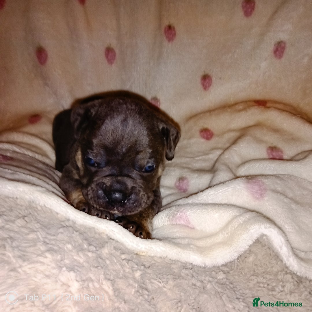 Olde English Bulldogge dogs for sale: Olde English bulldogge puppys - Advert 32