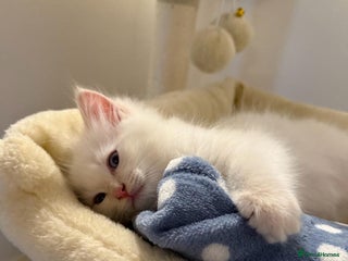 Ragdoll cats - Advert 14