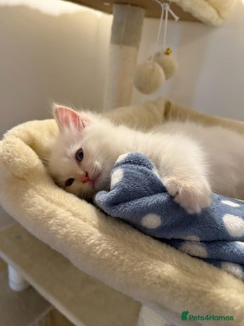 Ragdoll cats - Advert 5