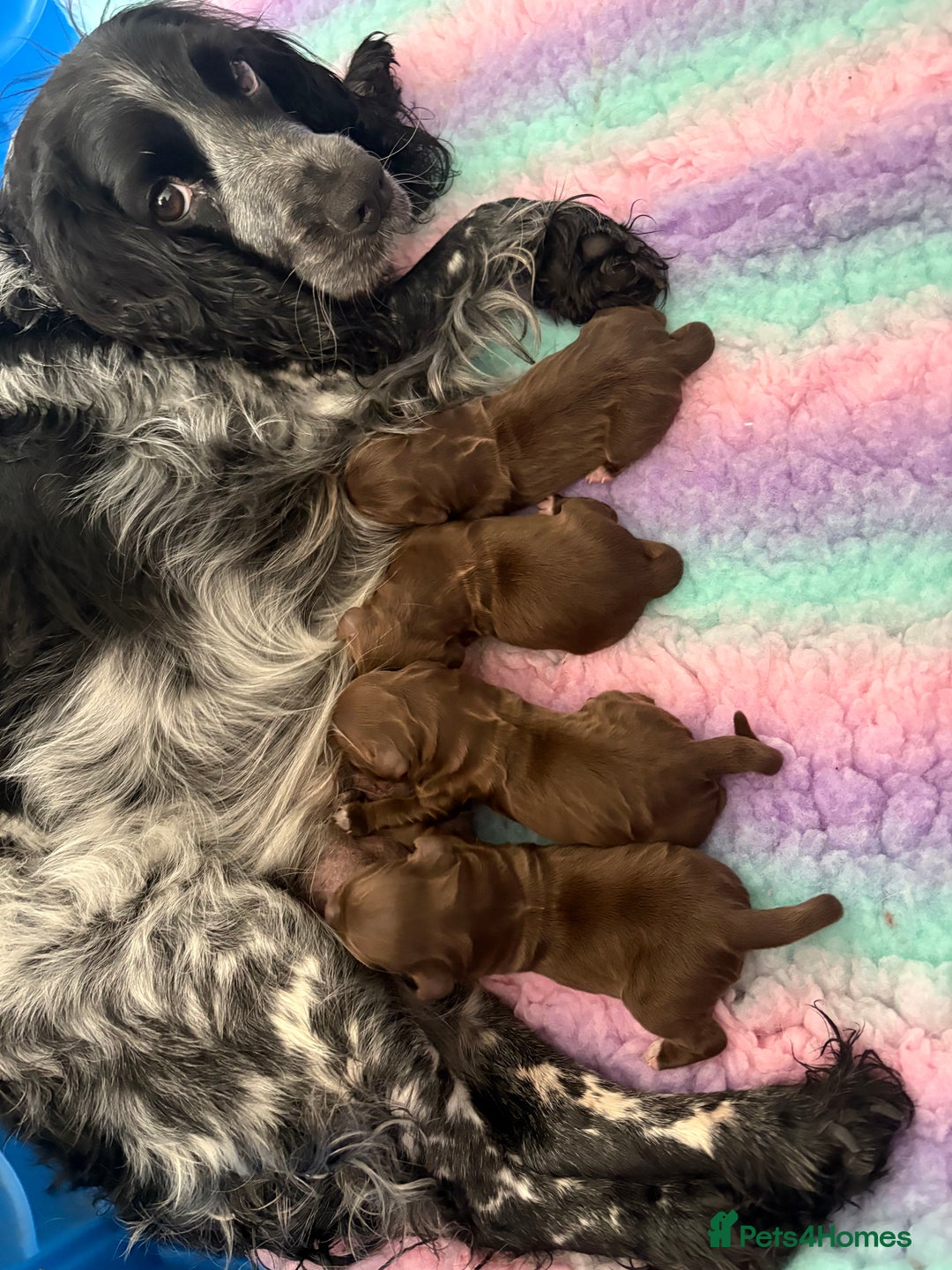 Cocker Spaniel dogs for sale: Stunning WCS pups - Image 3