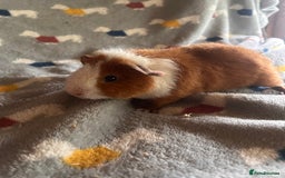 Guinea Pig rodents for sale: Lovely Teddy and Coronet baby Guinea pigs - Image 9