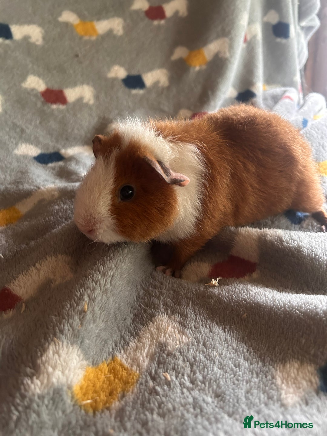 Guinea Pig rodents for sale: Lovely Teddy and Coronet baby Guinea pigs - Image 9