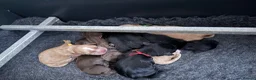 Cocker Spaniel dogs for sale: Working cocker spaniels  - Advert 3