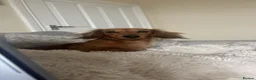 Miniature Dachshund dogs for sale: Mini dachshund looking for new home  - Advert 2
