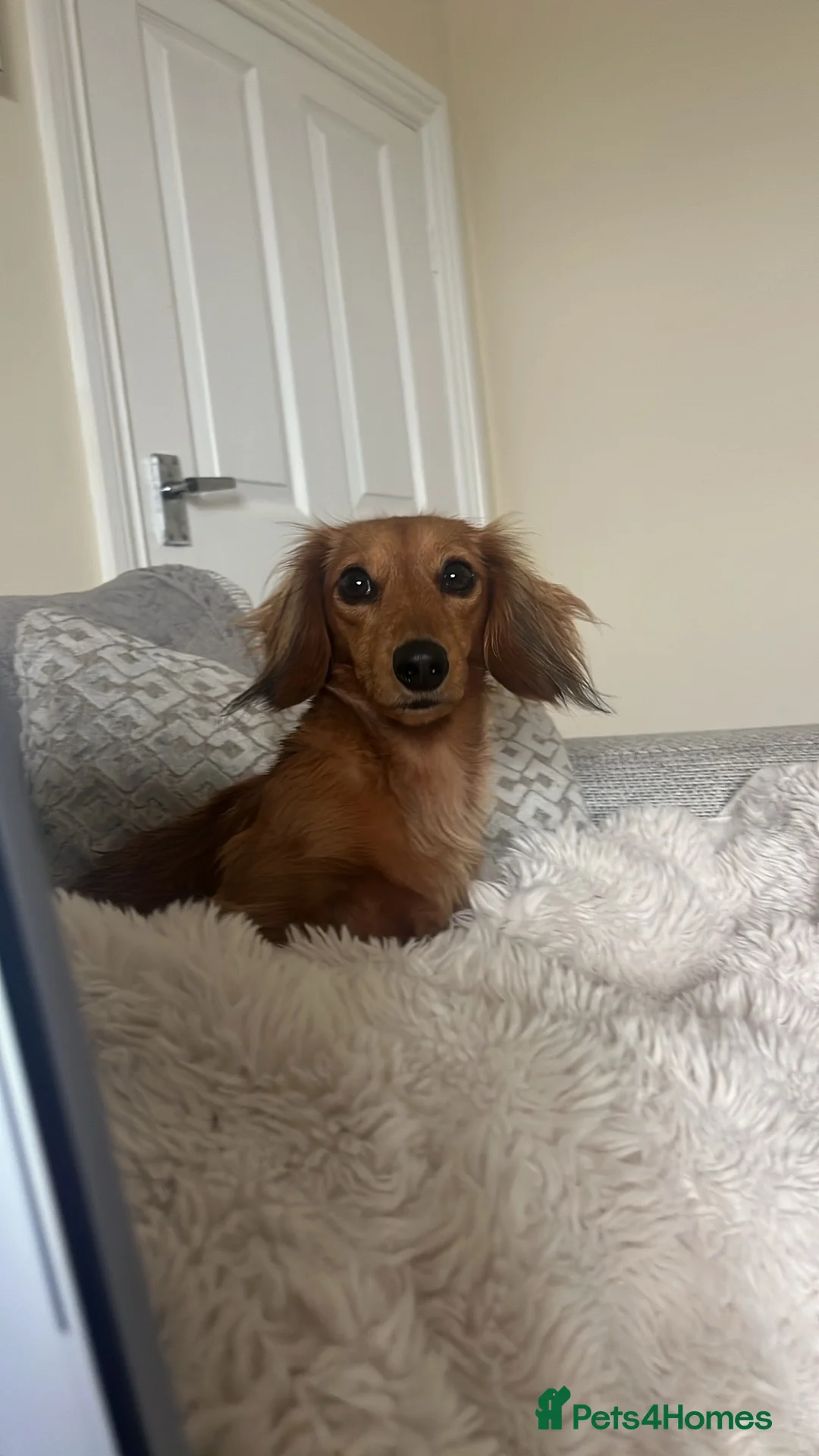 Miniature Dachshund dogs for sale: Mini dachshund looking for new home  - Advert 2