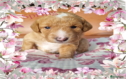 Australian Labradoodle dogs for sale: Stunning red F1b Australian Labradoodle puppies  - Image 26