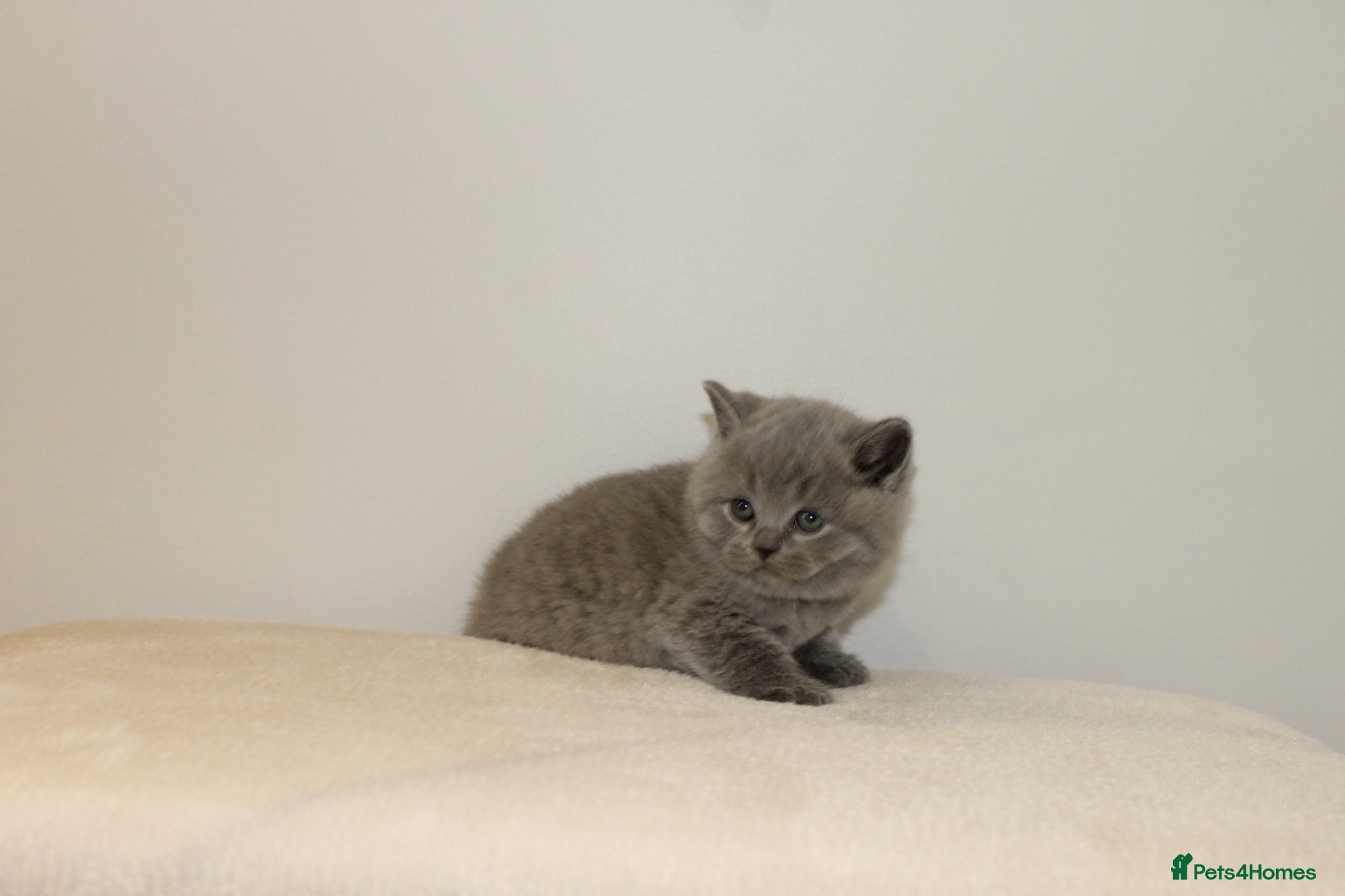 British Shorthair cats for sale: Gccf British Blue kittens  - Advert 11