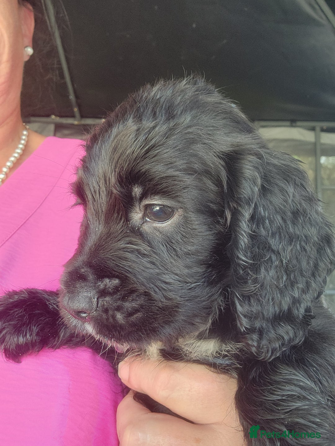 Sprocker dogs for sale: SPROCKER PUPPIES  - Image 17