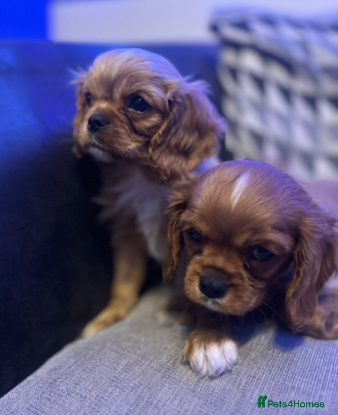 Cavalier King Charles Spaniel dogs for sale: Beautiful ruby ckcs puppies - Advert 9