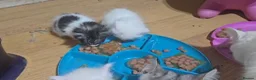 Siberian cats for sale: Siberian kittens with pedigree READY TO GO  - Advert 26