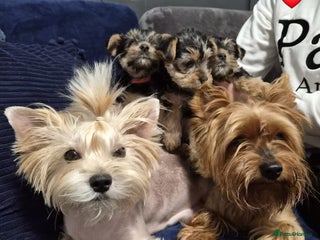 Yorkshire Terrier dogs Yorkshire terrier puppies (1 girl left) Ready now! - Advert 1