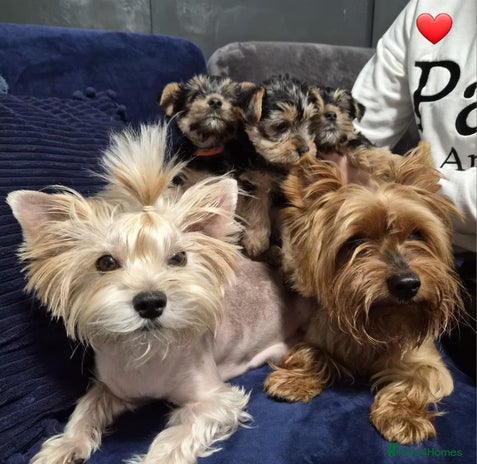 Yorkshire Terrier dogs - Advert 9