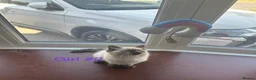 Ragdoll cats for sale: Stunning ragdoll girls for sale  in Grays - Advert 10