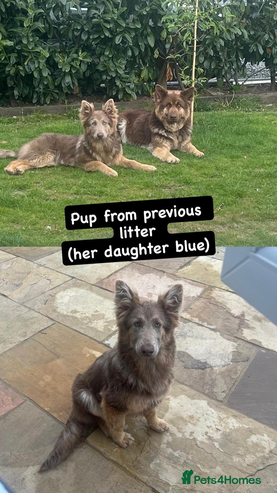 German Shepherd dogs RARE Elite Working GSD German shepherd puppy’s  - Advert 2