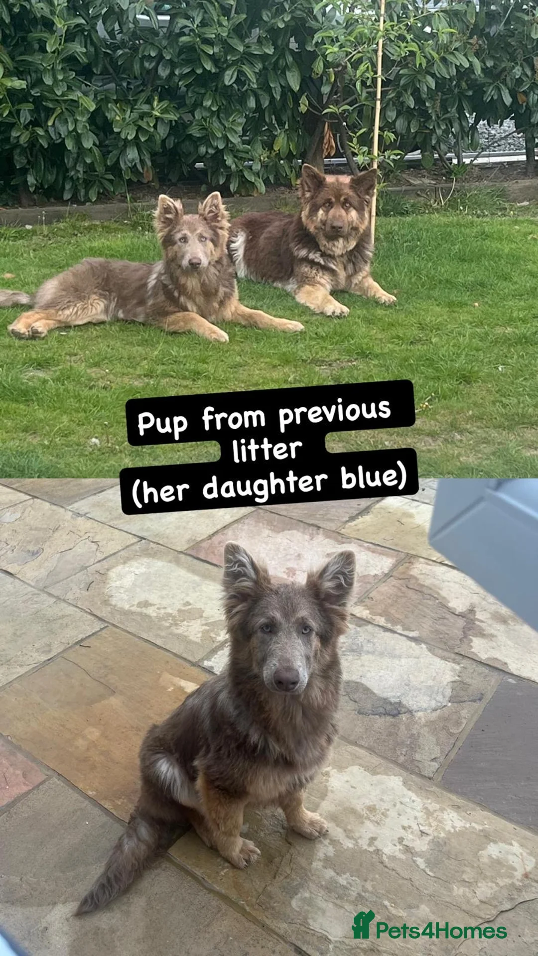 German Shepherd dogs for sale: RARE Elite Working GSD German shepherd puppy’s  - Advert 2